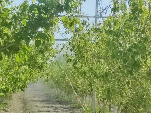 微信图片 20240523124633