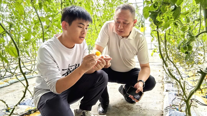 从“靠经验”到“靠数据”:第二师铁门关市第三代智慧大棚里的“科技密码” image